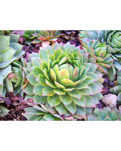 Молодило покрівельне Вульфена / Кам’яна троянда | Sempervivum wulfenii | Молодило Вульфена / Каменная роза