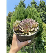 Молодило покрівельне Вульфена / Кам’яна троянда | Sempervivum wulfenii | Молодило Вульфена / Каменная роза