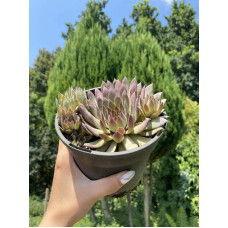 Молодило покрівельне Вульфена / Кам’яна троянда | Sempervivum wulfenii | Молодило Вульфена / Каменная роза