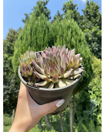 Молодило покрівельне Вульфена / Кам’яна троянда | Sempervivum wulfenii | Молодило Вульфена / Каменная роза