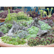 Молодило покрівельне Вульфена / Кам’яна троянда | Sempervivum wulfenii | Молодило Вульфена / Каменная роза