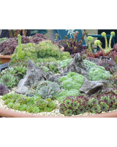Молодило покрівельне Вульфена / Кам’яна троянда | Sempervivum wulfenii | Молодило Вульфена / Каменная роза