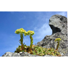 Молодило покрівельне Вульфена / Кам’яна троянда | Sempervivum wulfenii | Молодило Вульфена / Каменная роза