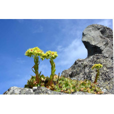 Молодило покрівельне Вульфена / Кам’яна троянда | Sempervivum wulfenii | Молодило Вульфена / Каменная роза