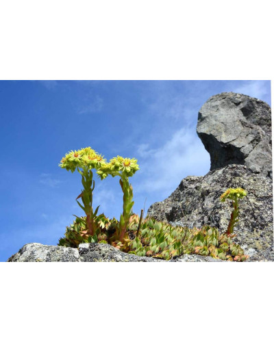 Молодило покрівельне Вульфена / Кам’яна троянда | Sempervivum wulfenii | Молодило Вульфена / Каменная роза
