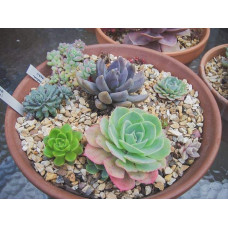 Молодило покрівельне Вульфена / Кам’яна троянда | Sempervivum wulfenii | Молодило Вульфена / Каменная роза