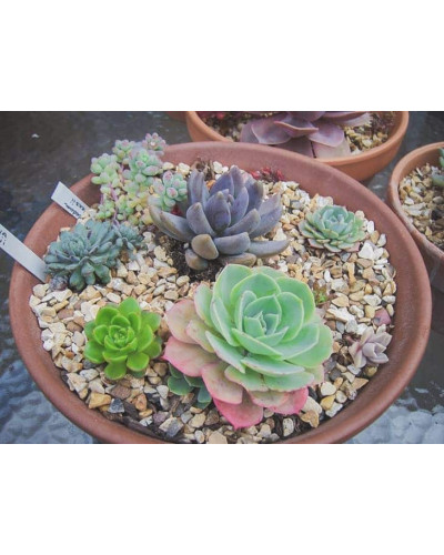 Молодило покрівельне Вульфена / Кам’яна троянда | Sempervivum wulfenii | Молодило Вульфена / Каменная роза