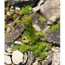 Молодило покрівельне Вульфена / Кам’яна троянда | Sempervivum wulfenii | Молодило Вульфена / Каменная роза