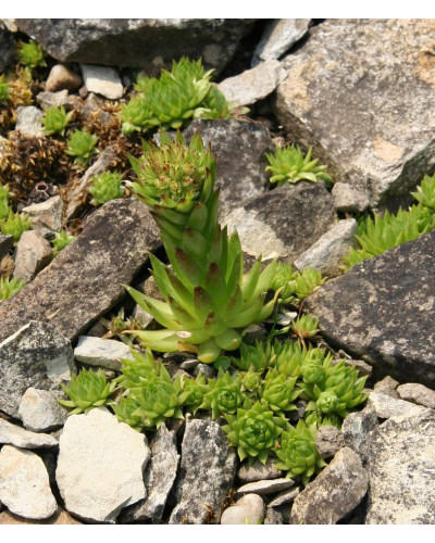 Молодило покрівельне Вульфена / Кам’яна троянда | Sempervivum wulfenii | Молодило Вульфена / Каменная роза