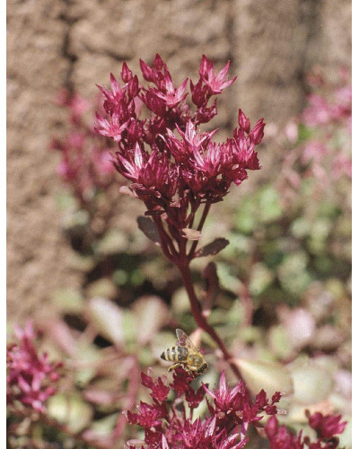 Очиток помилковий Вуду | Sedum spurium Voodoo | Очиток ложный Вуду