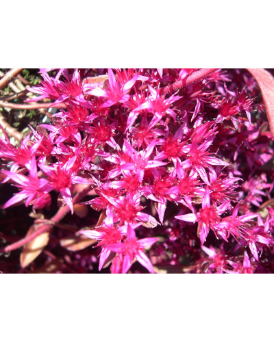 Очиток помилковий Вуду | Sedum spurium Voodoo | Очиток ложный Вуду