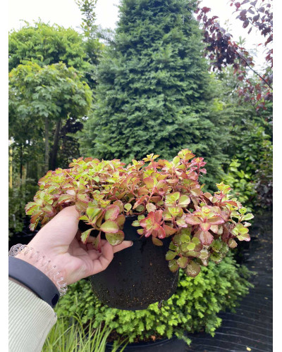 Очиток помилковий Вуду | Sedum spurium Voodoo | Очиток ложный Вуду