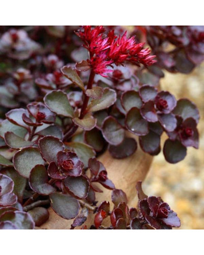 Очиток помилковий Вуду | Sedum spurium Voodoo | Очиток ложный Вуду