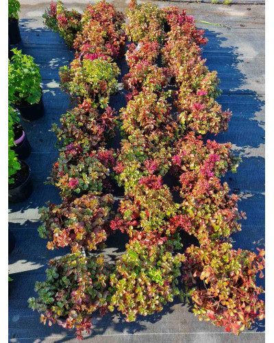Очиток помилковий Вуду | Sedum spurium Voodoo | Очиток ложный Вуду