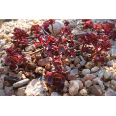 Очиток помилковий Вуду | Sedum spurium Voodoo | Очиток ложный Вуду