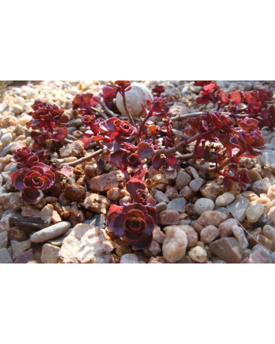 Очиток помилковий Вуду | Sedum spurium Voodoo | Очиток ложный Вуду