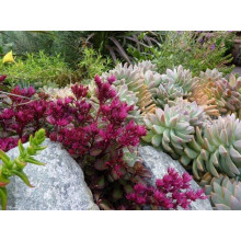 Очиток помилковий Вуду | Sedum spurium Voodoo | Очиток ложный Вуду