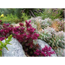 Очиток помилковий Вуду | Sedum spurium Voodoo | Очиток ложный Вуду