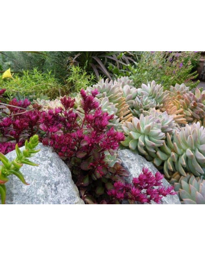 Очиток помилковий Вуду | Sedum spurium Voodoo | Очиток ложный Вуду