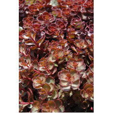 Очиток помилковий Вуду | Sedum spurium Voodoo | Очиток ложный Вуду