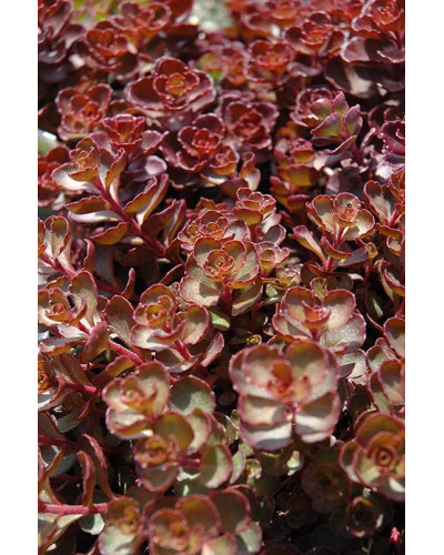 Очиток помилковий Вуду | Sedum spurium Voodoo | Очиток ложный Вуду