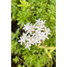 Очиток білий | Очиток белый | Sedum album