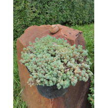 Очиток білий | Очиток белый | Sedum album