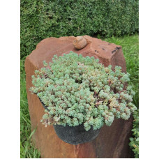 Очиток білий | Очиток белый | Sedum album