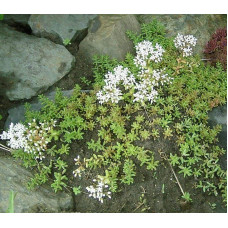 Очиток білий | Очиток белый | Sedum album