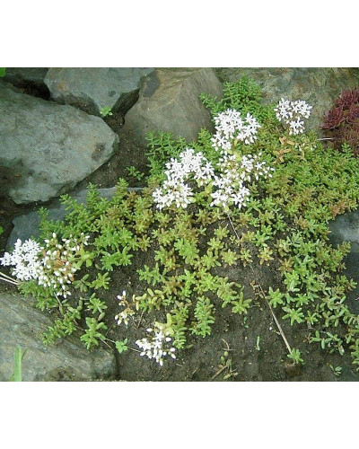 Очиток білий | Очиток белый | Sedum album