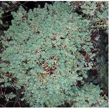 Очиток білий | Очиток белый | Sedum album