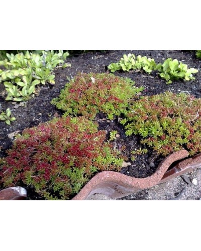 Очиток білий Атропурпереум | Очиток белый Атропурпуреум | Sedum album Аtropurpureum