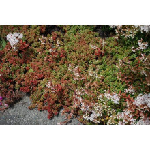 Очиток білий Атропурпереум | Очиток белый Атропурпуреум | Sedum album Аtropurpureum