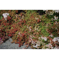 Очиток білий Атропурпереум | Очиток белый Атропурпуреум | Sedum album Аtropurpureum