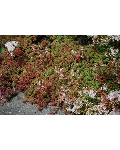 Очиток білий Атропурпереум | Очиток белый Атропурпуреум | Sedum album Аtropurpureum