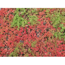 Очиток білий Атропурпереум | Очиток белый Атропурпуреум | Sedum album Аtropurpureum