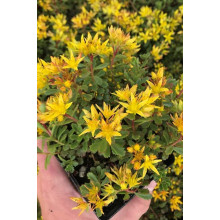 Очиток квітконосний Вейхенстефанер Голд | Sedum floriferum Weihenstephaner Gold | Очиток цветоносный Вейхенстефанер Голд
