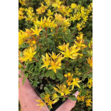 Очиток квітконосний Вейхенстефанер Голд | Sedum floriferum Weihenstephaner Gold | Очиток цветоносный Вейхенстефанер Голд