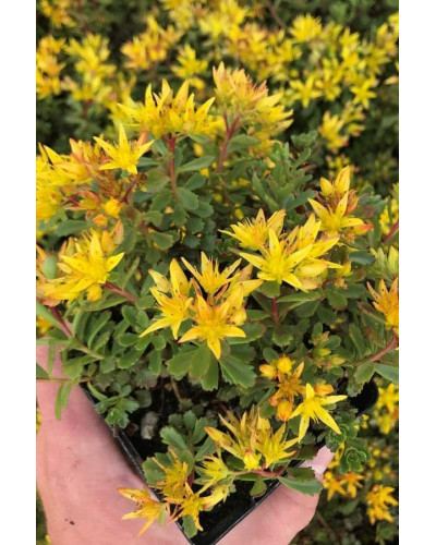 Очиток квітконосний Вейхенстефанер Голд | Sedum floriferum Weihenstephaner Gold | Очиток цветоносный Вейхенстефанер Голд