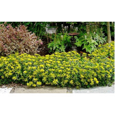 Очиток квітконосний Вейхенстефанер Голд | Sedum floriferum Weihenstephaner Gold | Очиток цветоносный Вейхенстефанер Голд
