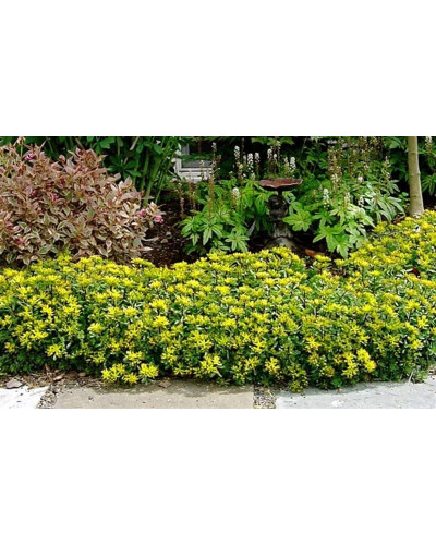 Очиток квітконосний Вейхенстефанер Голд | Sedum floriferum Weihenstephaner Gold | Очиток цветоносный Вейхенстефанер Голд