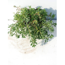 Очиток квітконосний Вейхенстефанер Голд | Sedum floriferum Weihenstephaner Gold | Очиток цветоносный Вейхенстефанер Голд