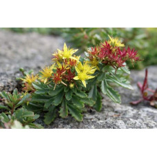 Очиток квітконосний Вейхенстефанер Голд | Sedum floriferum Weihenstephaner Gold | Очиток цветоносный Вейхенстефанер Голд