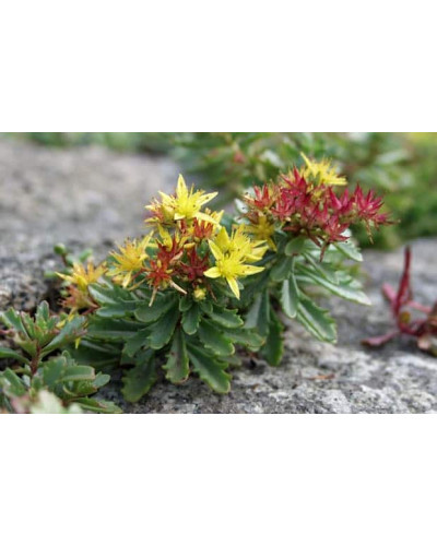 Очиток квітконосний Вейхенстефанер Голд | Sedum floriferum Weihenstephaner Gold | Очиток цветоносный Вейхенстефанер Голд