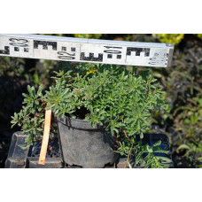 Очиток квітконосний Вейхенстефанер Голд | Sedum floriferum Weihenstephaner Gold | Очиток цветоносный Вейхенстефанер Голд