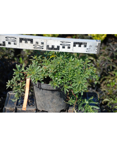 Очиток квітконосний Вейхенстефанер Голд | Sedum floriferum Weihenstephaner Gold | Очиток цветоносный Вейхенстефанер Голд