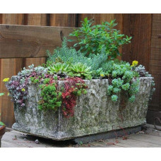Очиток квітконосний Вейхенстефанер Голд | Sedum floriferum Weihenstephaner Gold | Очиток цветоносный Вейхенстефанер Голд