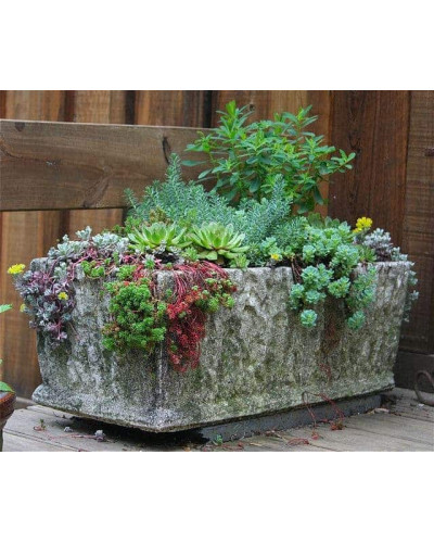 Очиток квітконосний Вейхенстефанер Голд | Sedum floriferum Weihenstephaner Gold | Очиток цветоносный Вейхенстефанер Голд