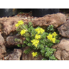 Очиток квітконосний Вейхенстефанер Голд | Sedum floriferum Weihenstephaner Gold | Очиток цветоносный Вейхенстефанер Голд
