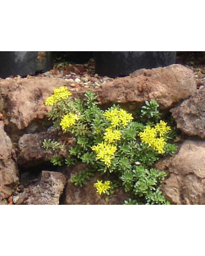 Очиток квітконосний Вейхенстефанер Голд | Sedum floriferum Weihenstephaner Gold | Очиток цветоносный Вейхенстефанер Голд